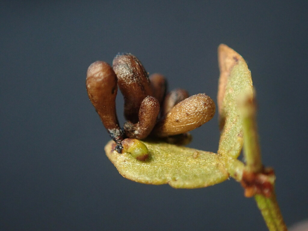 Creosote Bush Club Gall Midge