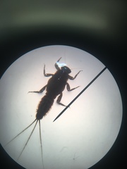 Ephemerellidae