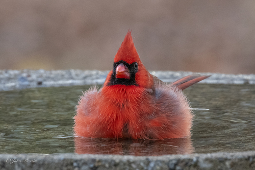 Northern Cardinal photographed in South Carolina