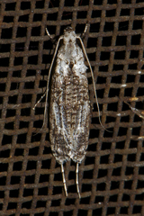Gerontha