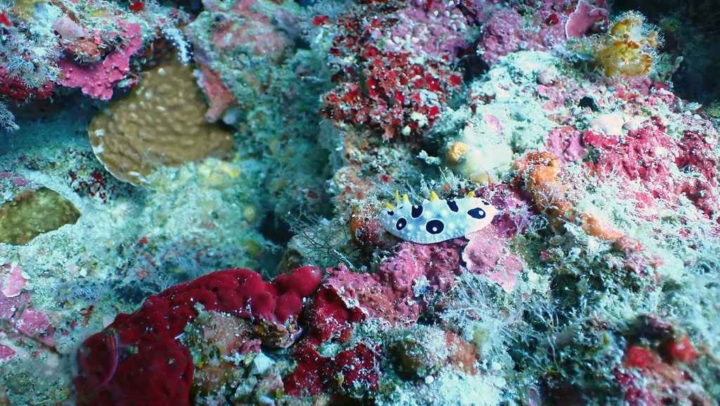 Baba's Phyllidia