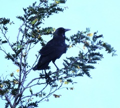 Corvus capensis capensis