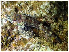 Scarf Triplefin photo 1