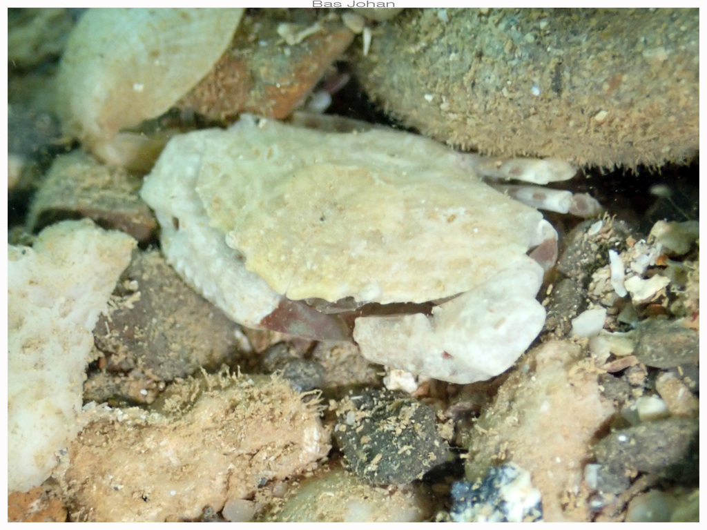Neoxanthops