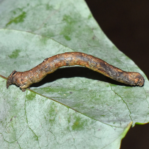Large Maple Spanworm Moth photo 5