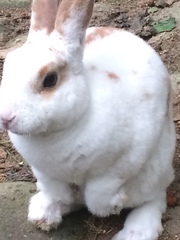 Oryctolagus cuniculus domesticus