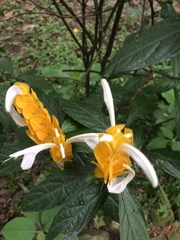 Pachystachys lutea