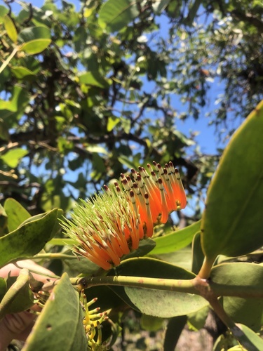 Decaisnina triflora observed 2023-11-24