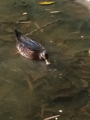 Anas platyrhynchos × Cairina moschata
