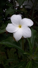 Plumeria pudica