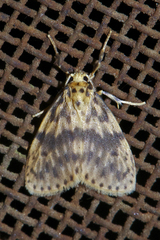 Miltochrista floccosa