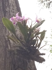 Cattleya