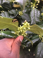 Ilex