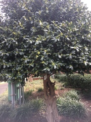 Ilex