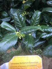 Ilex