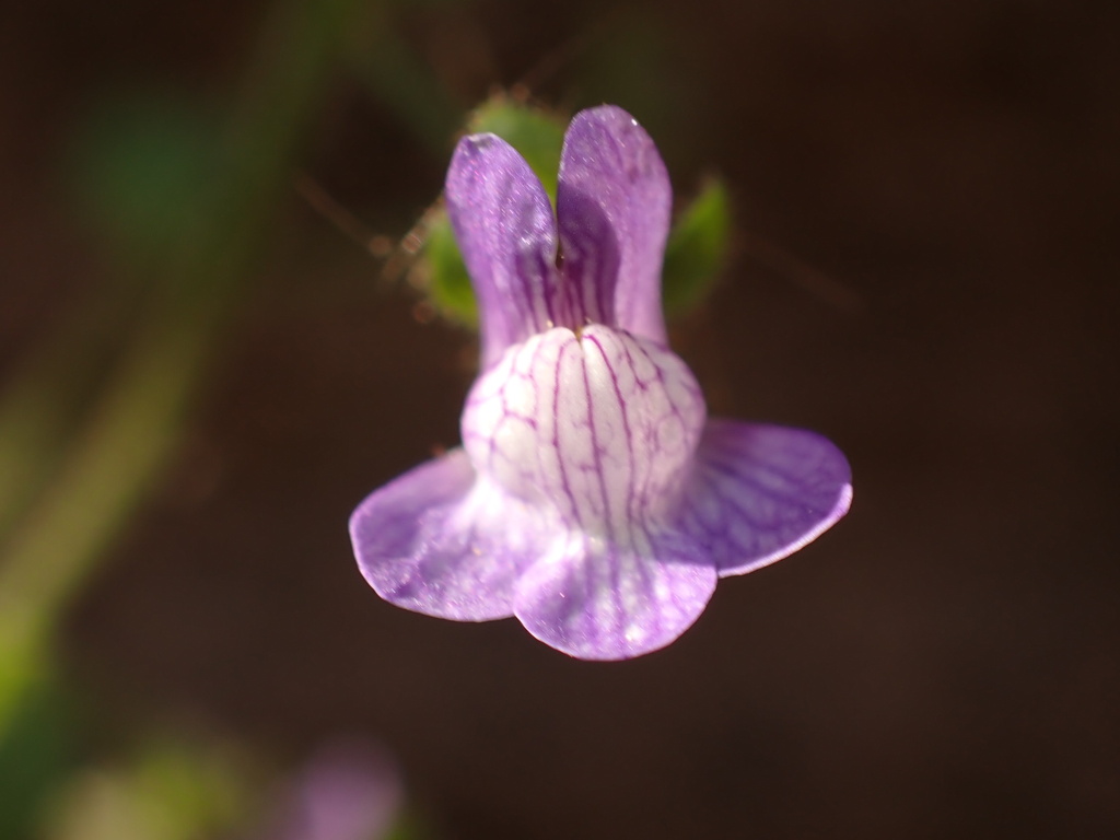 Nuttalls Snapdragon from Sycamore Canyon Wilderness Park, Riverside 