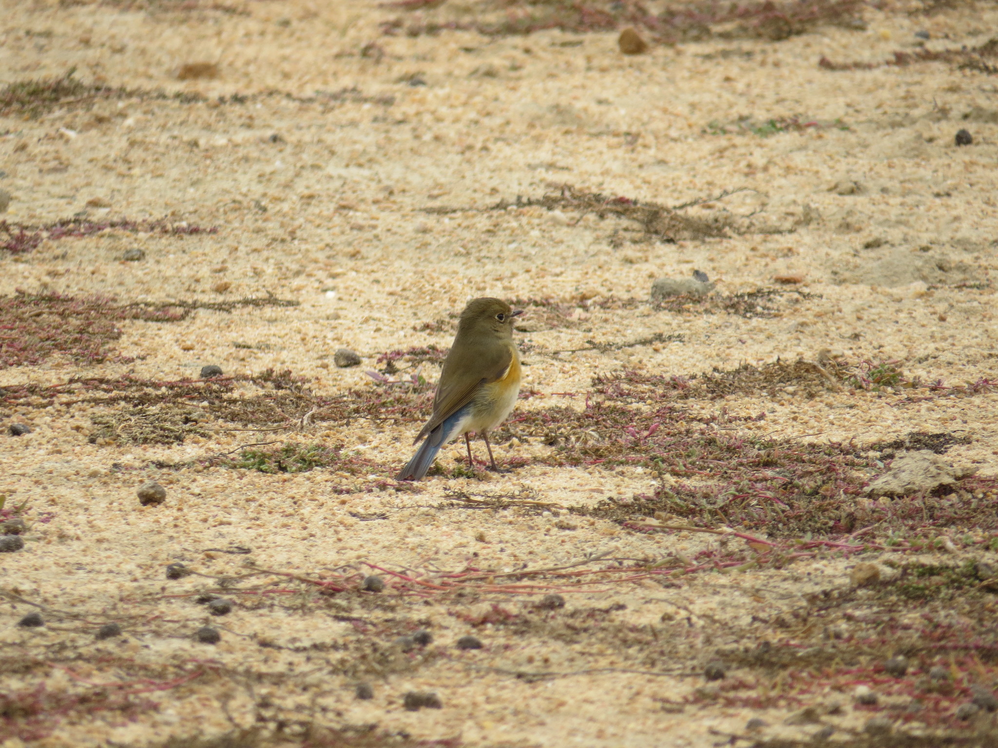 Red-flanked Bluetail
