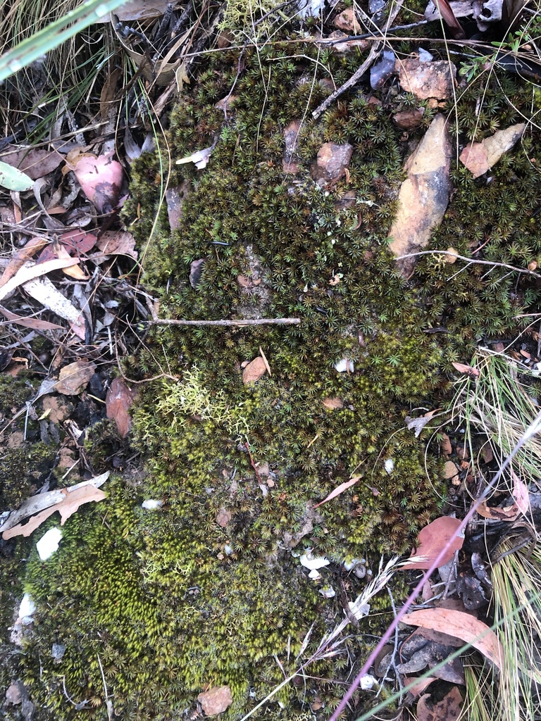 joint-toothed-mosses-from-maldon-historic-reserve-gower-vic-au-on