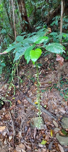 Hanslia ormocarpoides observed 2023-11-24