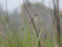 Alectrurus risora