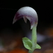 Spurred Helmet Orchid - Photo (c) Steve Reekie, some rights reserved (CC BY-NC), uploaded by Steve Reekie