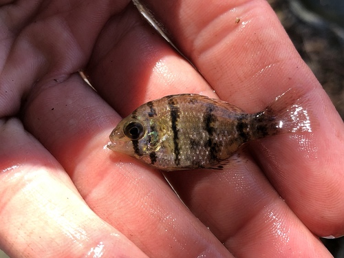 Black-banded Sunfish