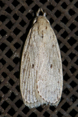 Oditinae