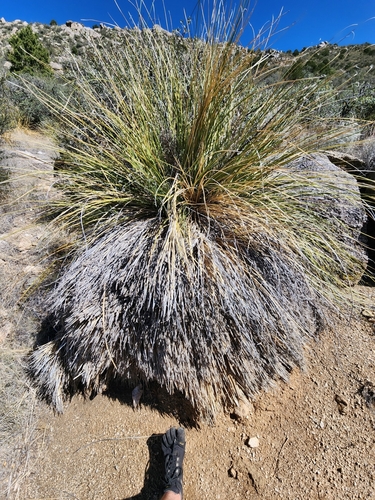 Image of Nolina greenei by (c) Scott Allen Davis, some rights reserved (CC BY)