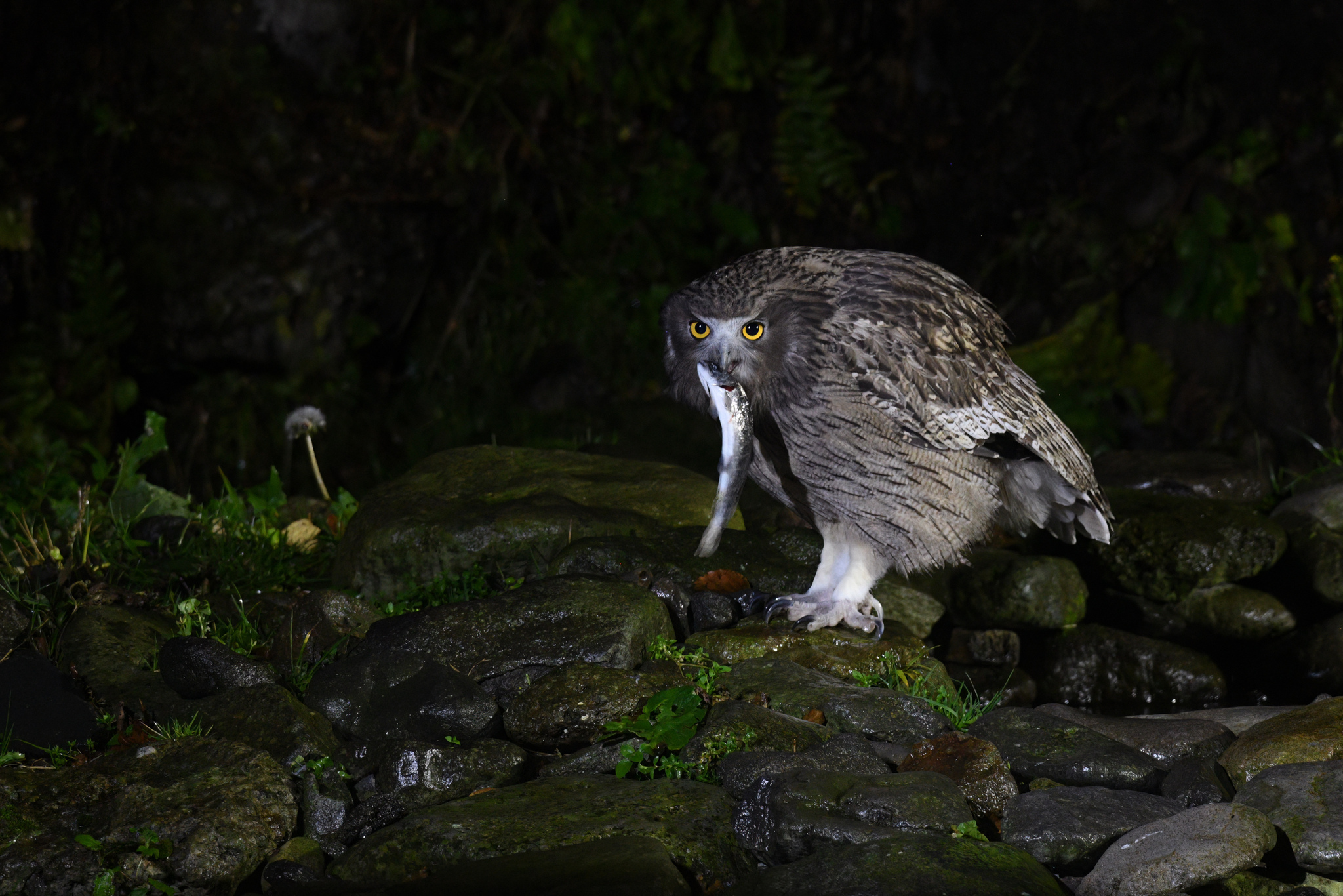 Blakiston's Fish Owl