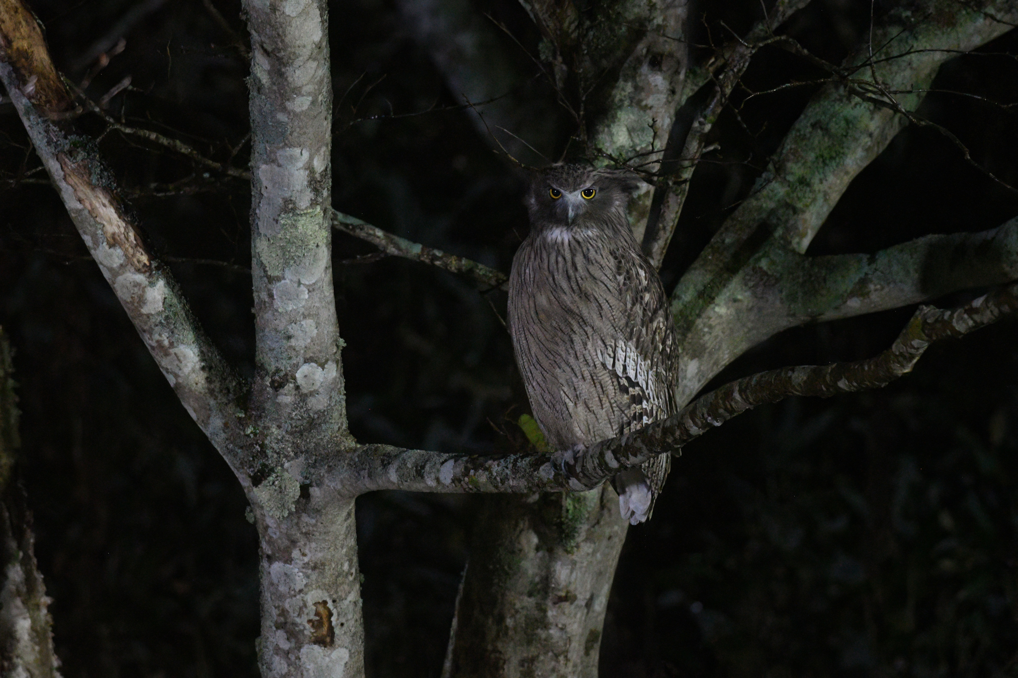 Blakiston's Fish Owl