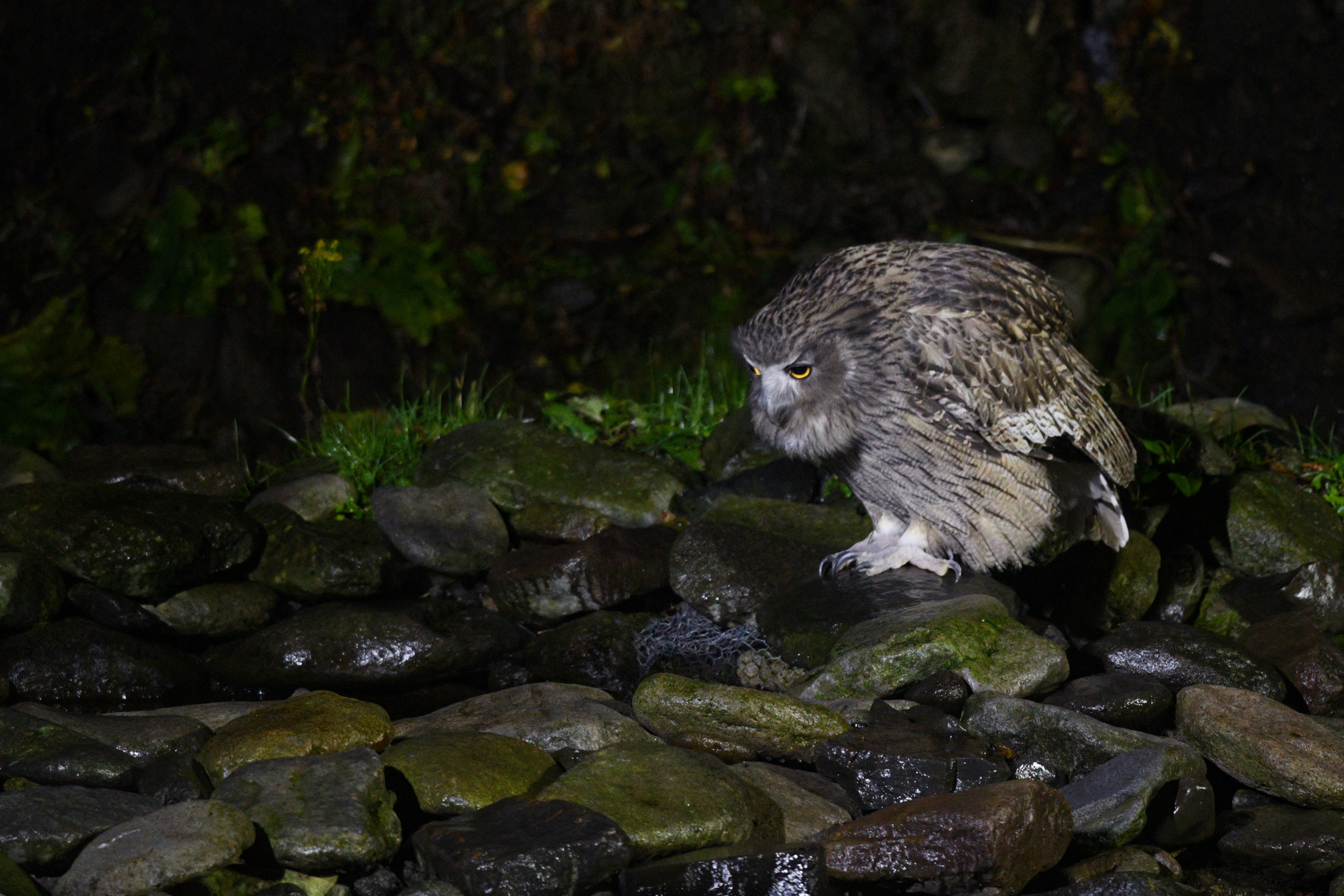 Blakiston's Fish Owl
