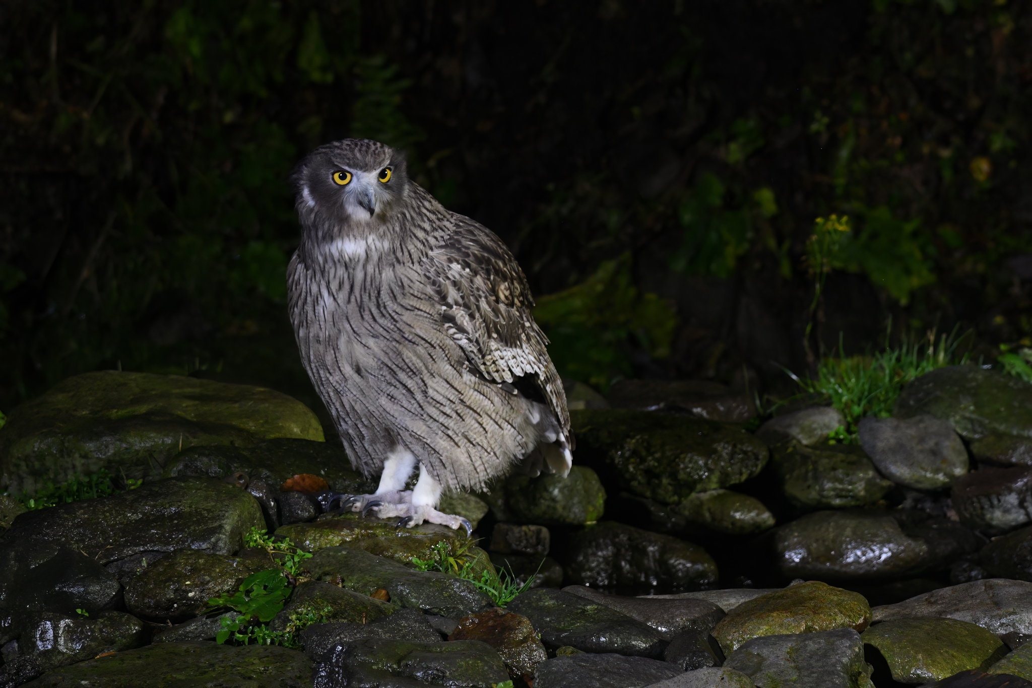 Blakiston's Fish Owl