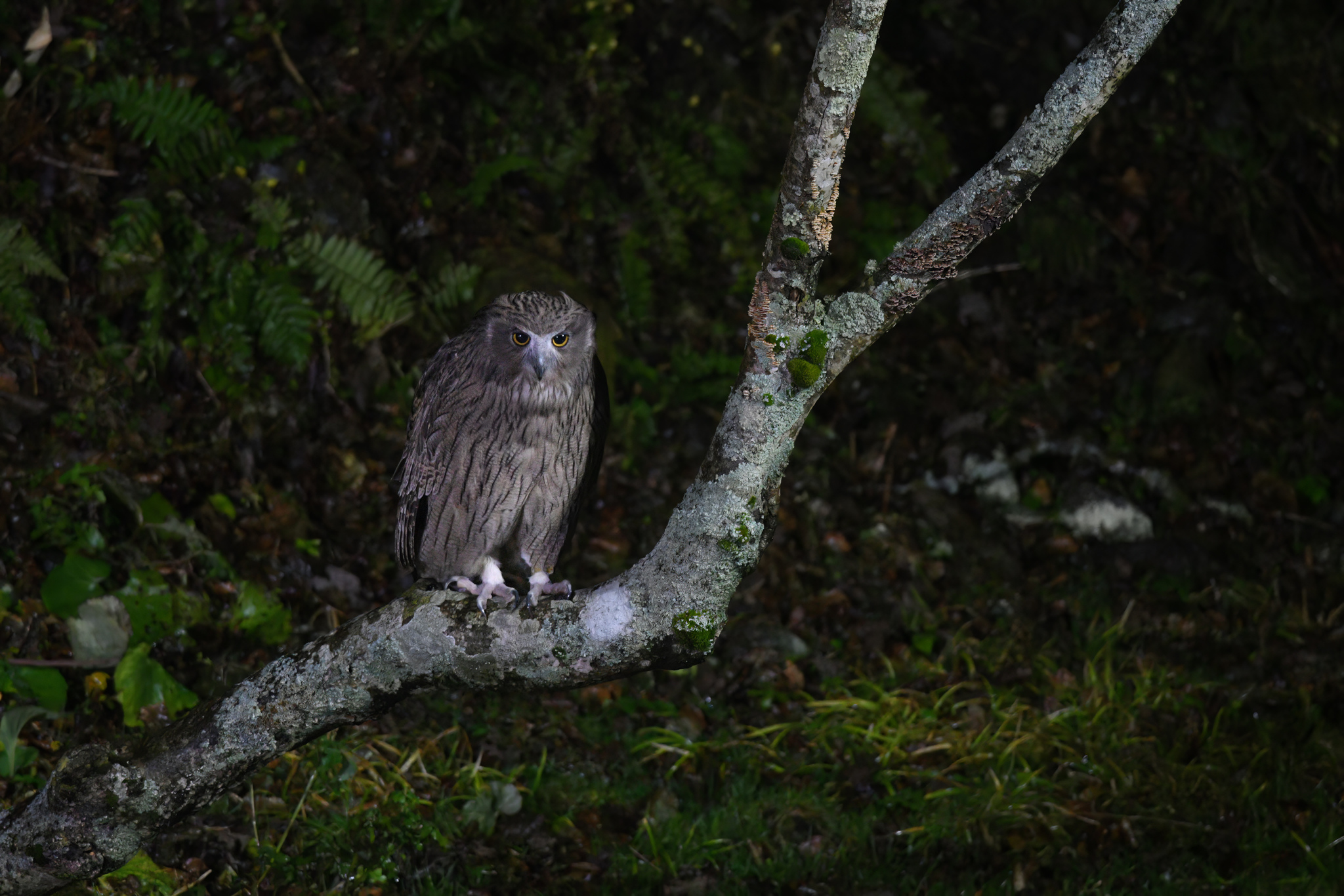 Blakiston's Fish Owl