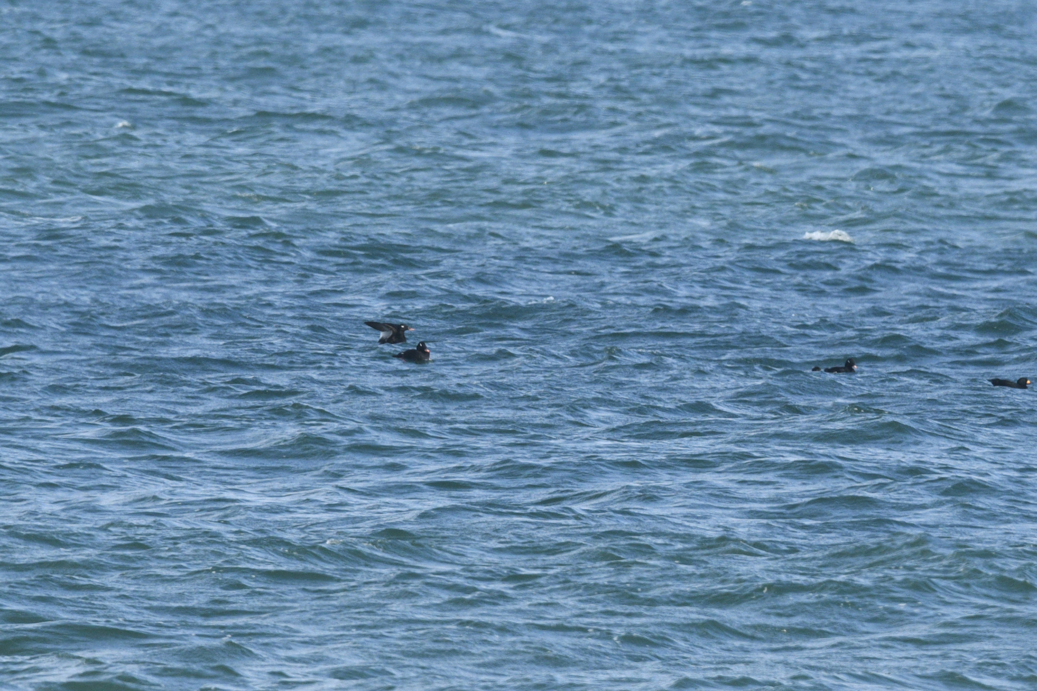 Stejneger's Scoter