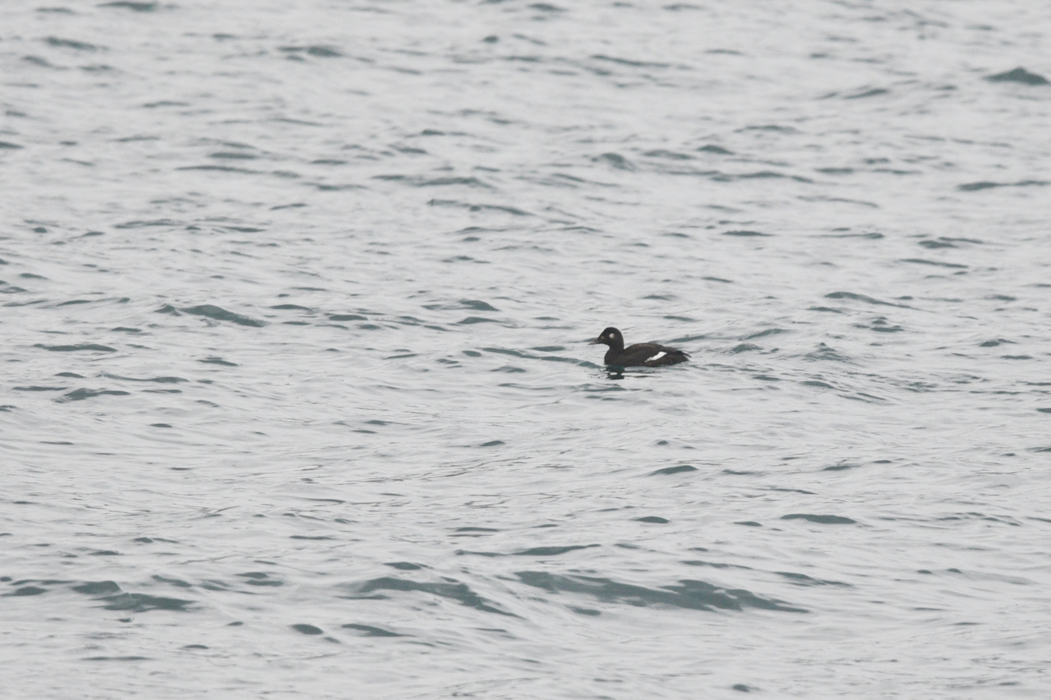 Stejneger's Scoter