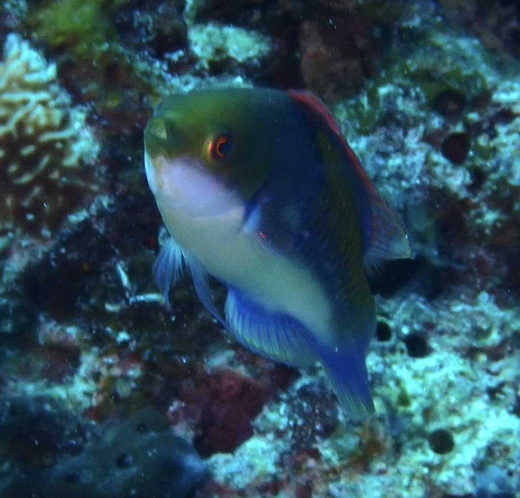 Blue-scaled Fairy Wrasse