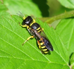 Ectemnius decemmaculatus