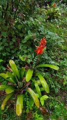 Aechmea chantinii
