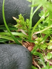 Short-stem Sedge (Carex breviculmis)