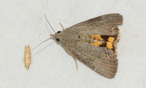 Hypocala deflorata Fabricius, 1794