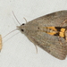 Variable Yellow Underwing - Photo (c) Ryan Tippett, some rights reserved (CC BY-NC), uploaded by Ryan Tippett