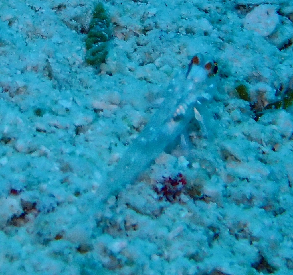 Fine-spotted Sand-goby