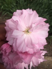Prunus serrulata