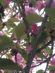 Prunus serrulata