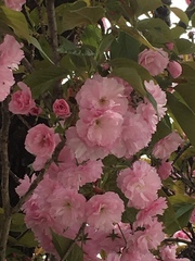 Prunus serrulata