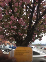 Prunus serrulata