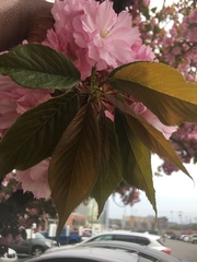 Prunus serrulata