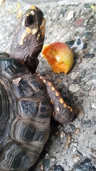 Chelonoidis carbonarius