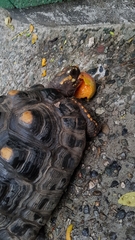 Chelonoidis carbonarius