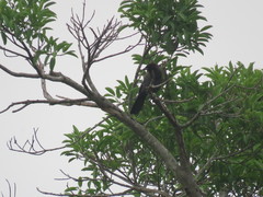 Cyanocorax cyanomelas